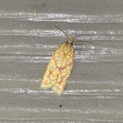 Sparganothis sulfureana