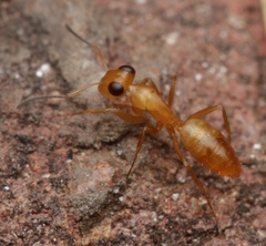 Opisthopsis