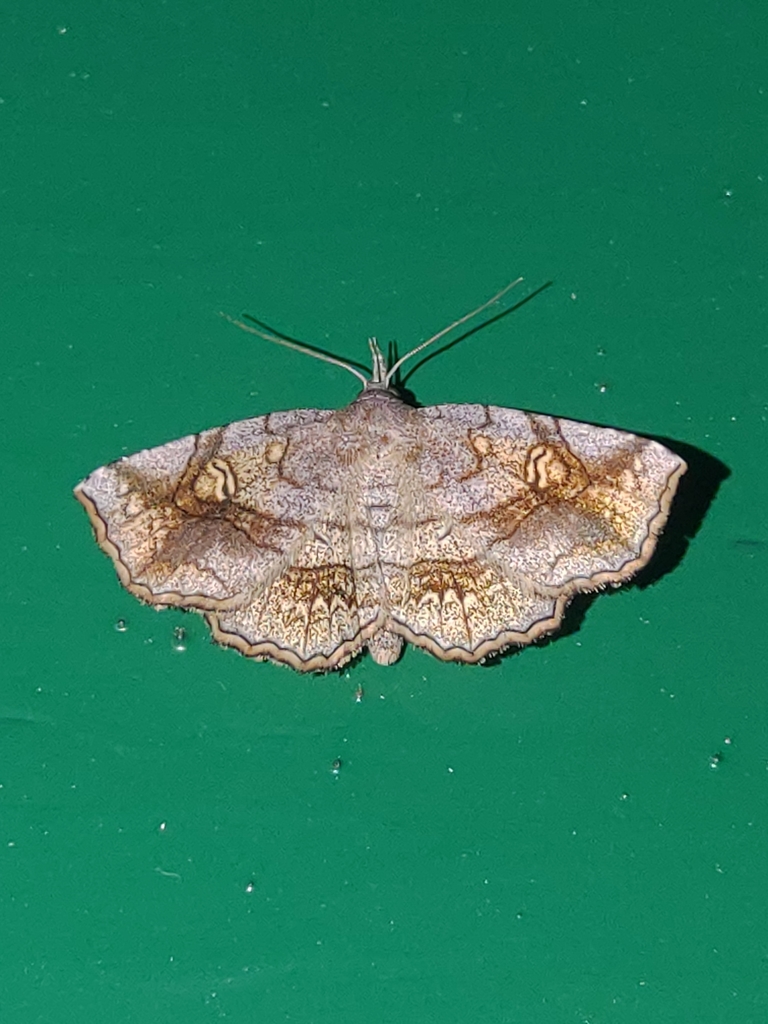 Pangrapta flavomacula