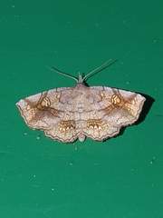 Pangrapta flavomacula