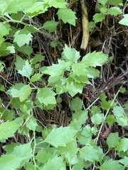 Campanula prenanthoides