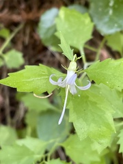Campanula prenanthoides