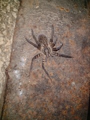 Cupiennius salei
