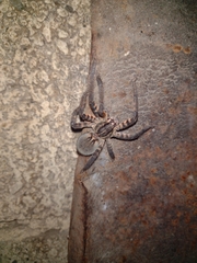 Cupiennius salei