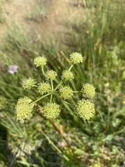 Angelica pinnata