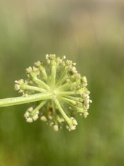 Angelica pinnata