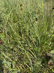 Cerastium brachypodum