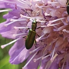 Chrysanthia geniculata