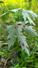 Eriophyes aceris