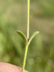 Cerastium brachypodum