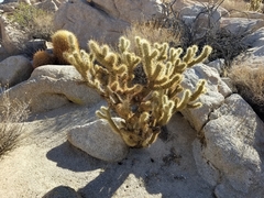 Cylindropuntia wolfii