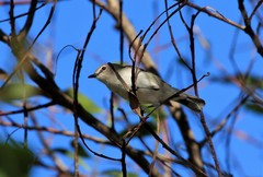 Gerygone levigaster