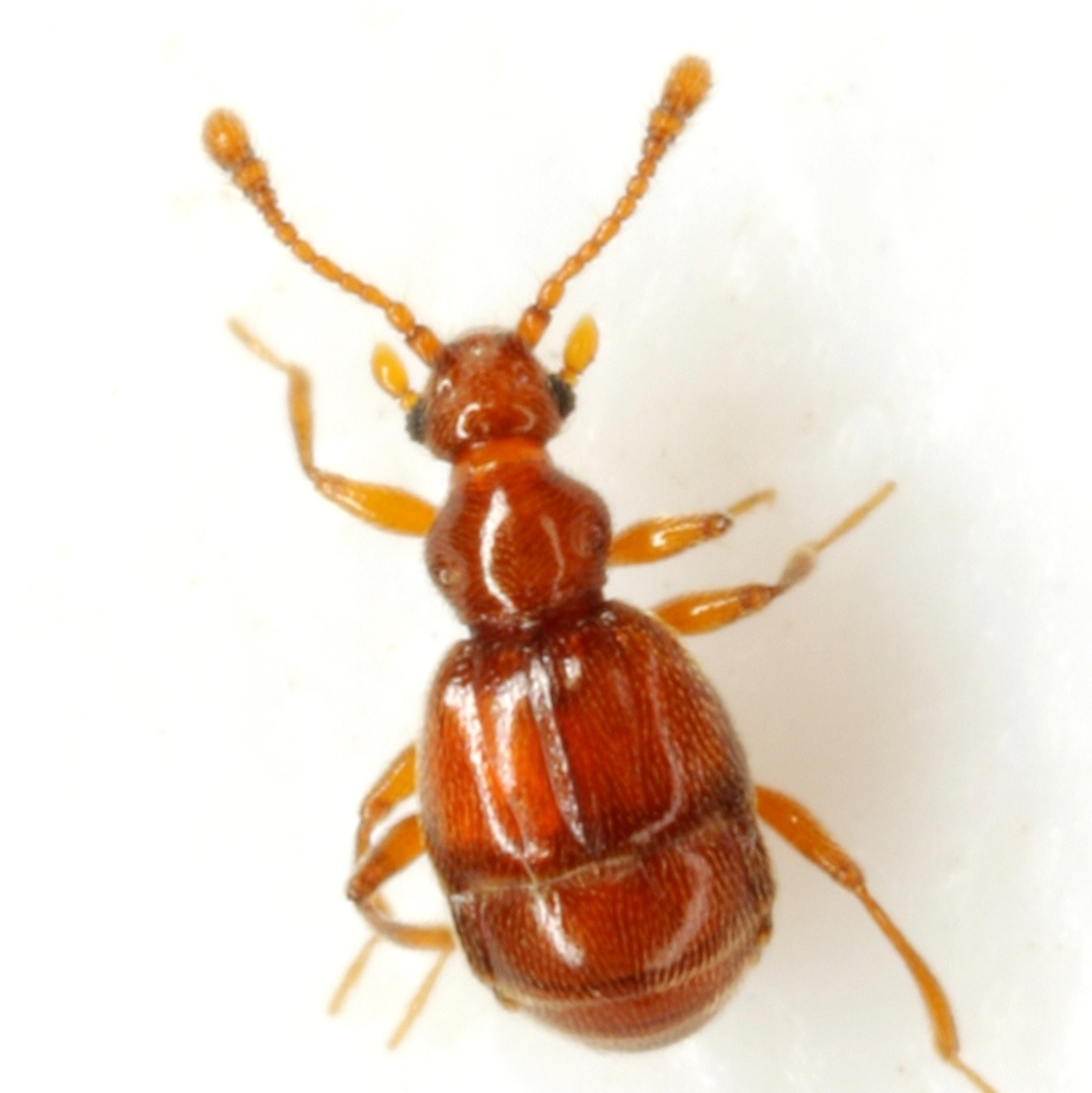 Reichenbachia