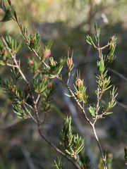 Darwinia biflora