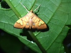 Nosophora