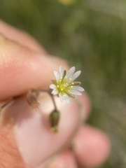 Cerastium brachypodum