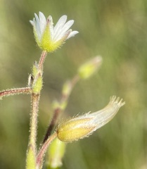 Cerastium brachypodum