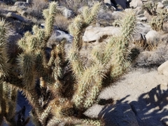 Cylindropuntia wolfii