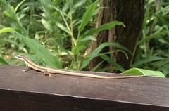 Takydromus kuehnei