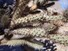 Cylindropuntia wolfii
