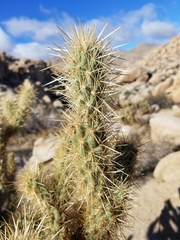Cylindropuntia wolfii