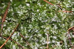 Symphyogyna subsimplex