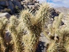 Cylindropuntia wolfii