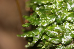 Symphyogyna subsimplex