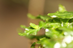 Symphyogyna subsimplex