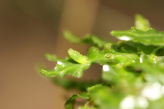 Symphyogyna subsimplex