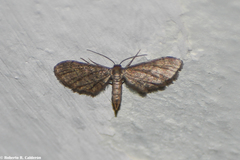 Protoproutia laredoata