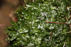 Symphyogyna subsimplex