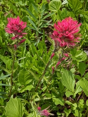 Castilleja parviflora