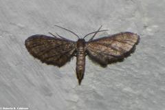 Protoproutia laredoata