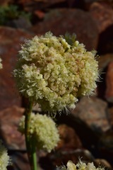 Eriogonum latens