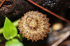 Pseudohydropus parafunebris