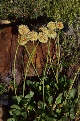 Eriogonum latens