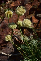 Eriogonum latens