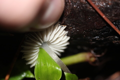 Pseudohydropus parafunebris