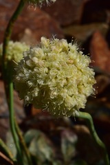Eriogonum latens