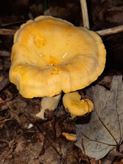Cantharellus flavus