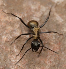 Polyrhachis nourlangie
