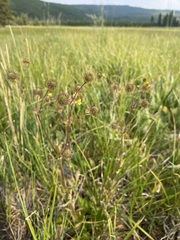 Geum macrophyllum perincisum