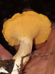 Cantharellus flavus