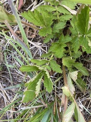 Geum macrophyllum perincisum