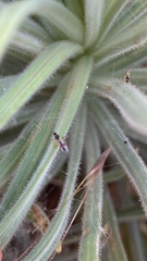 Tupiocoris californicus