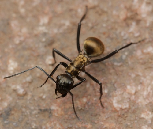 Polyrhachis nourlangiePolyrhachis nourlangie