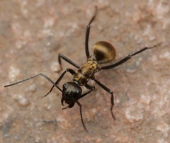 Polyrhachis nourlangie
