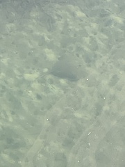 Trygonoptera testacea