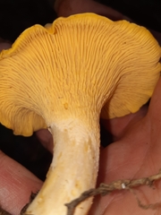 Cantharellus flavus